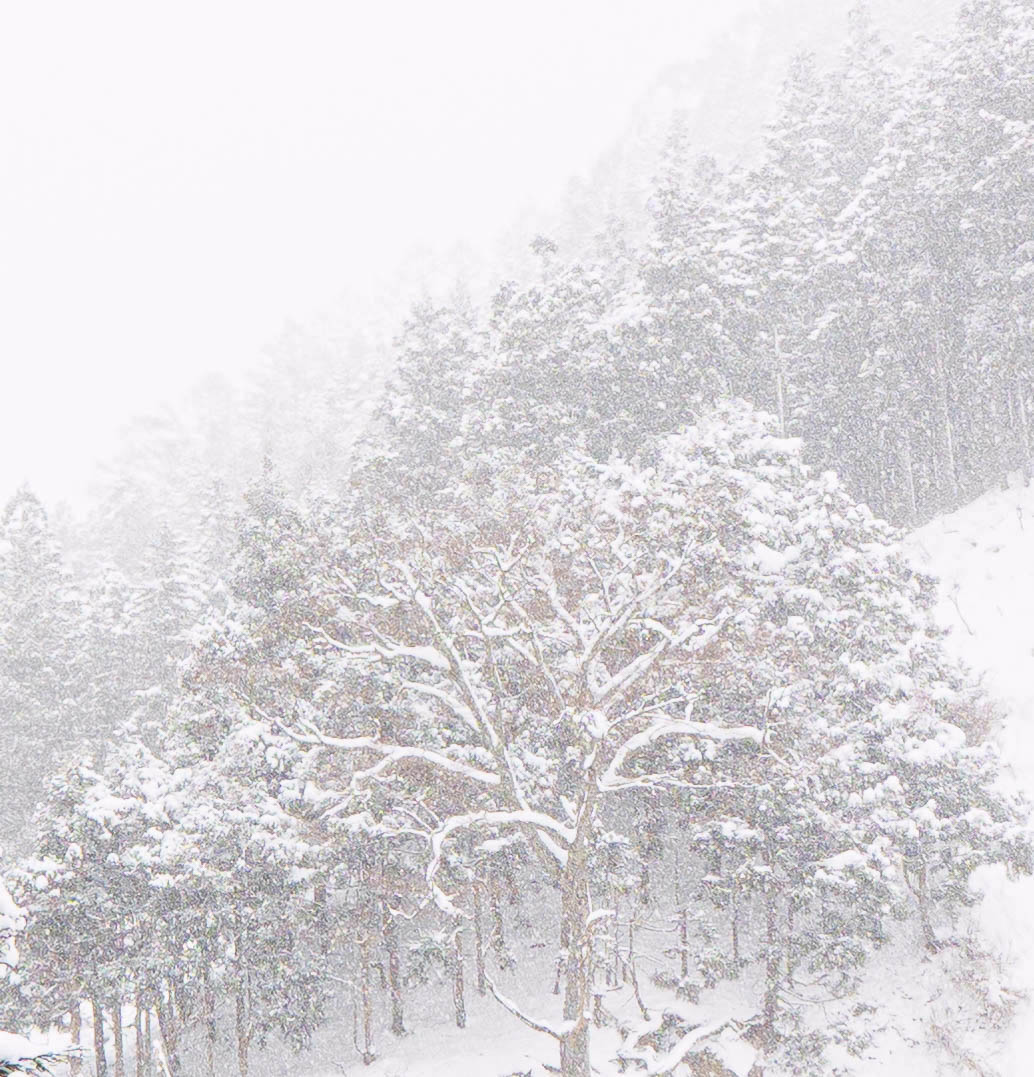 Snow covered trees